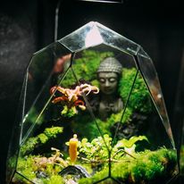 Nhất tâm bái phật D21