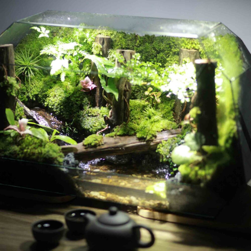 Forest bán cạn bus 50cm