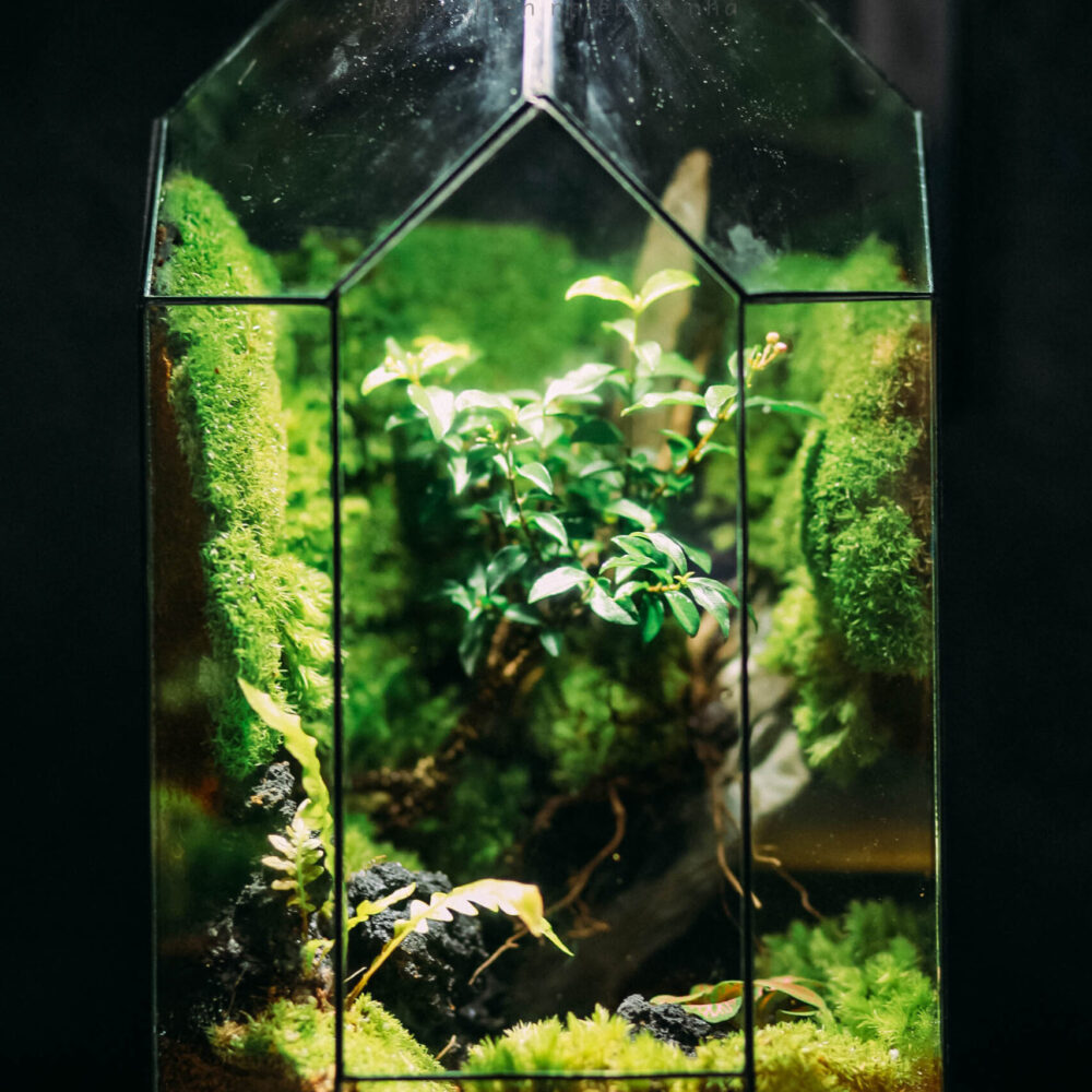 Natural D04