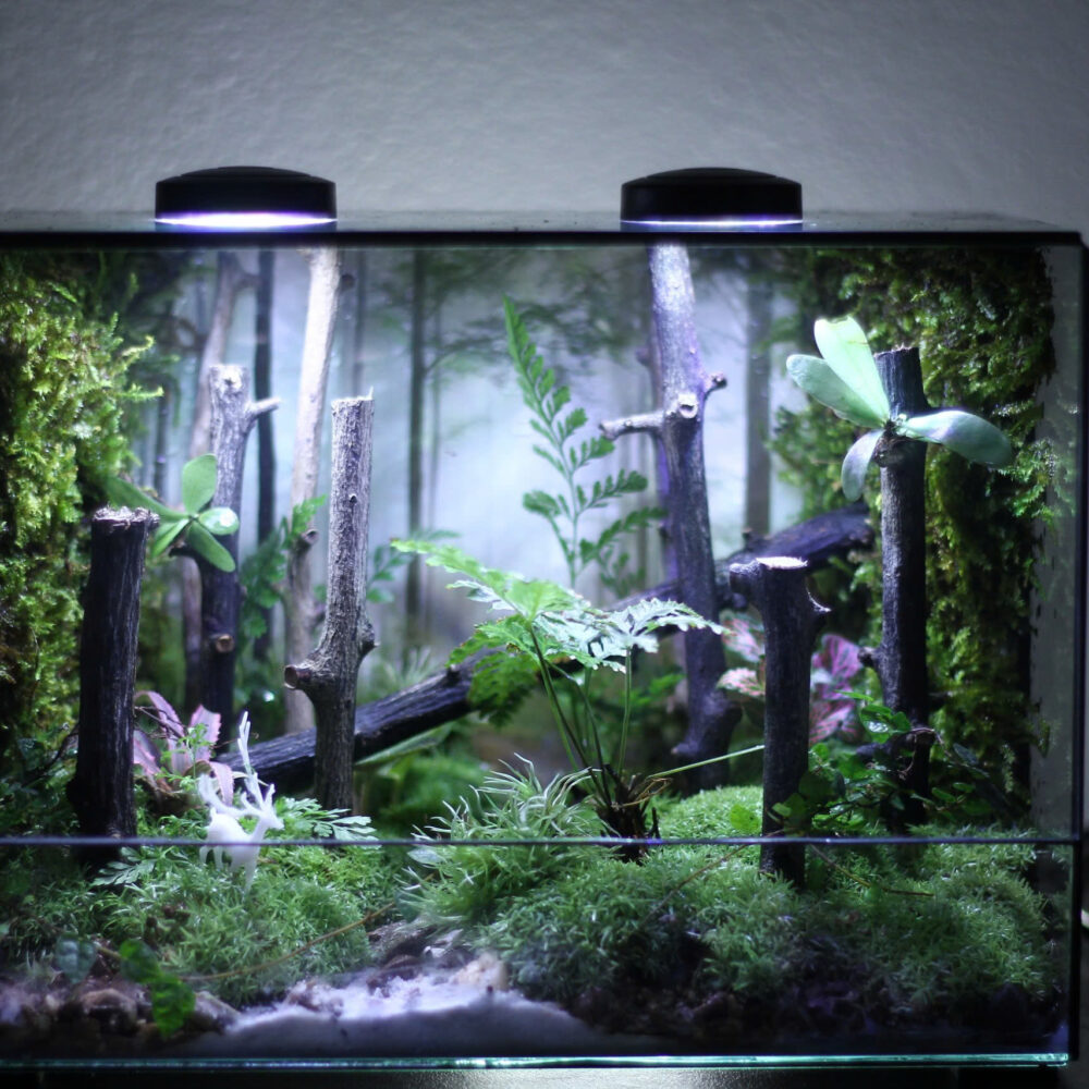 Deep Forest 25x15x20cm