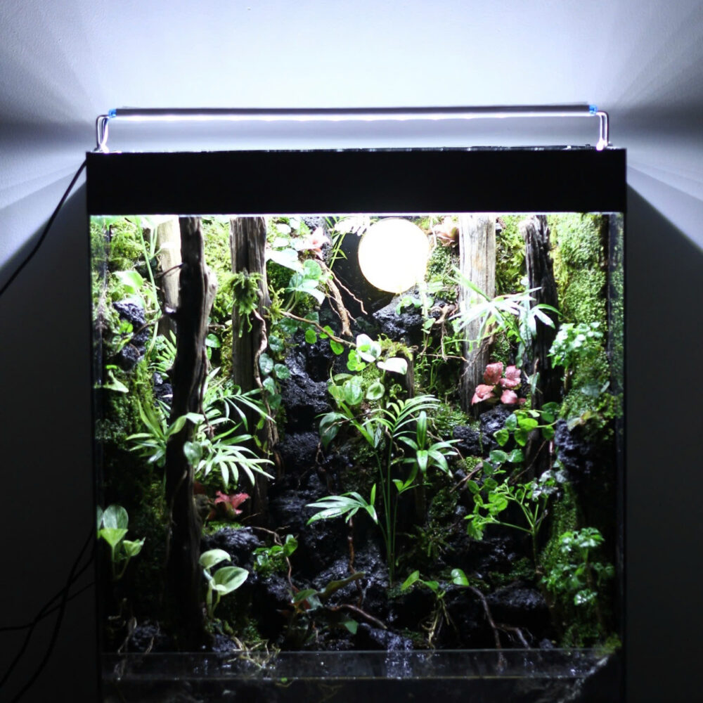 Rain in the Forest Tank 50x30x60cm