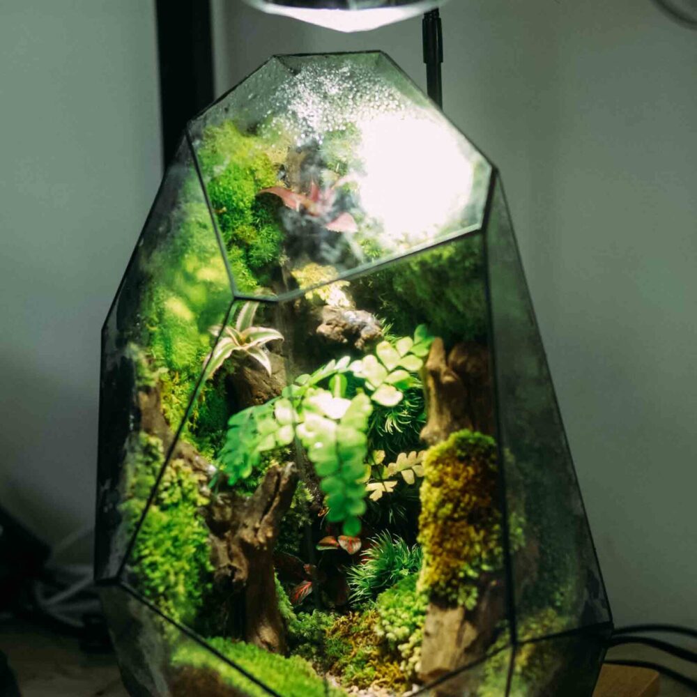 The Corner Forest