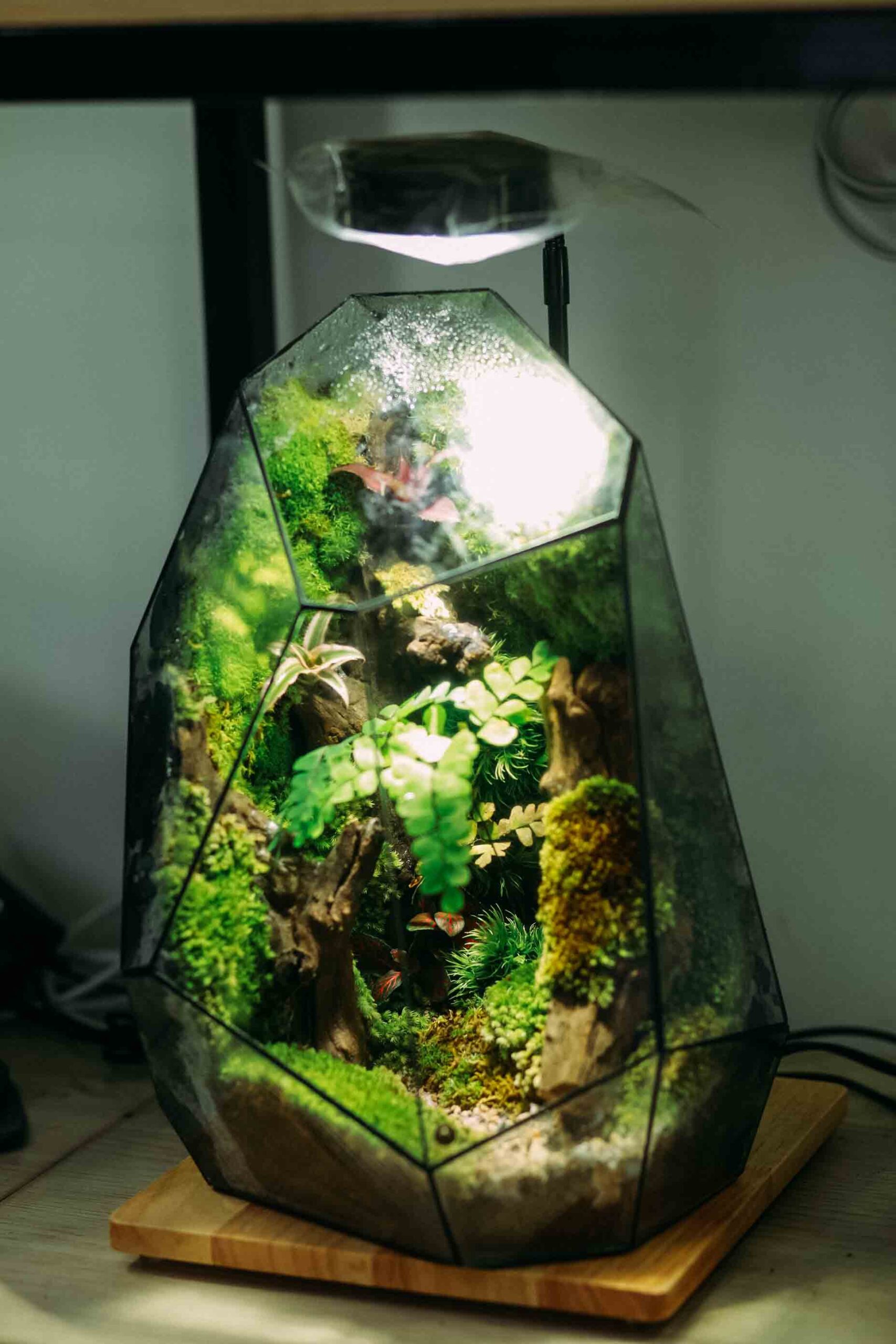 The Corner Forest