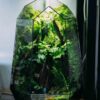 Deep Forest Tank 28x28x43cm