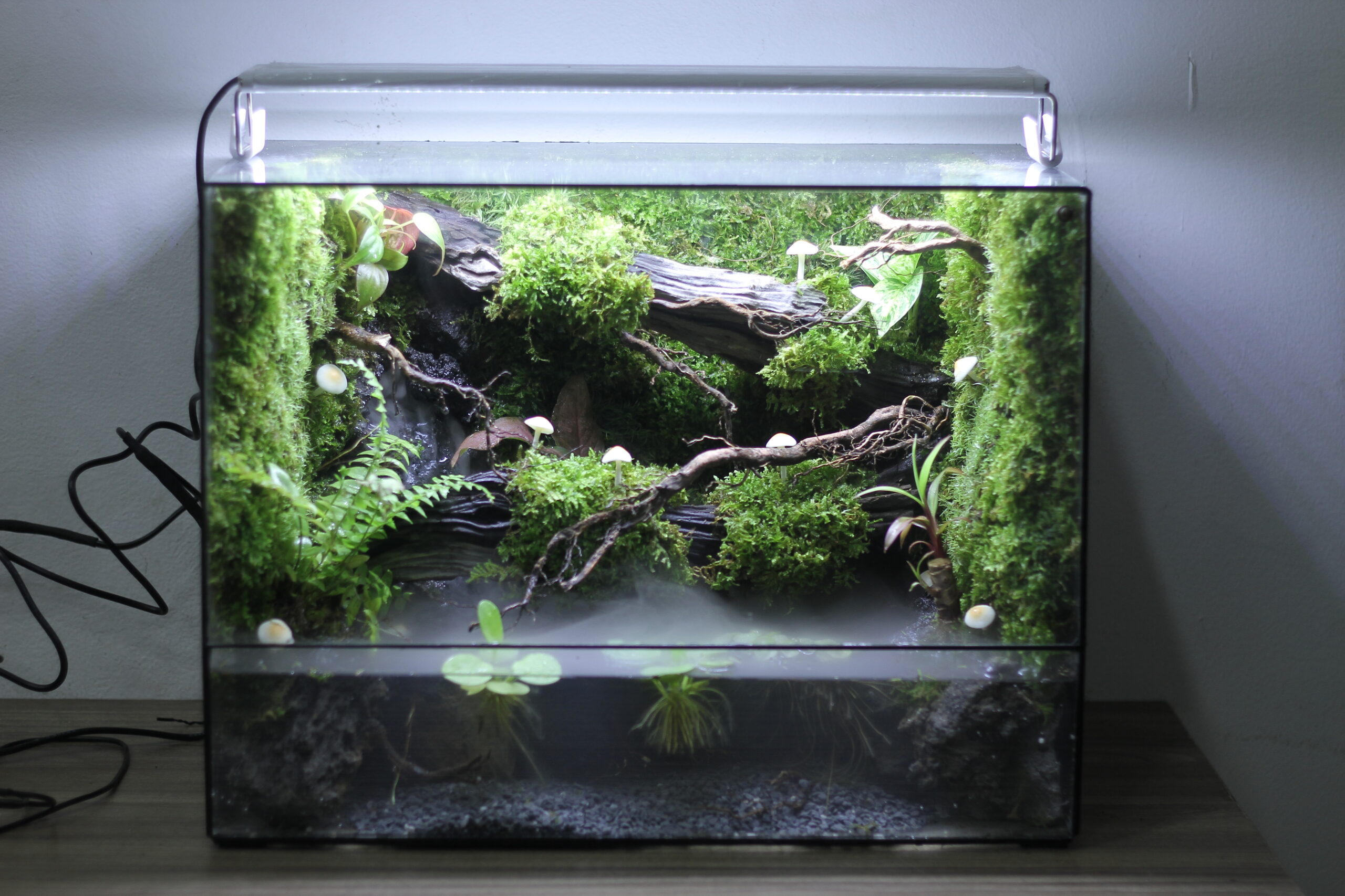 Mushrooms grow after the rain tank 40x25x30cm