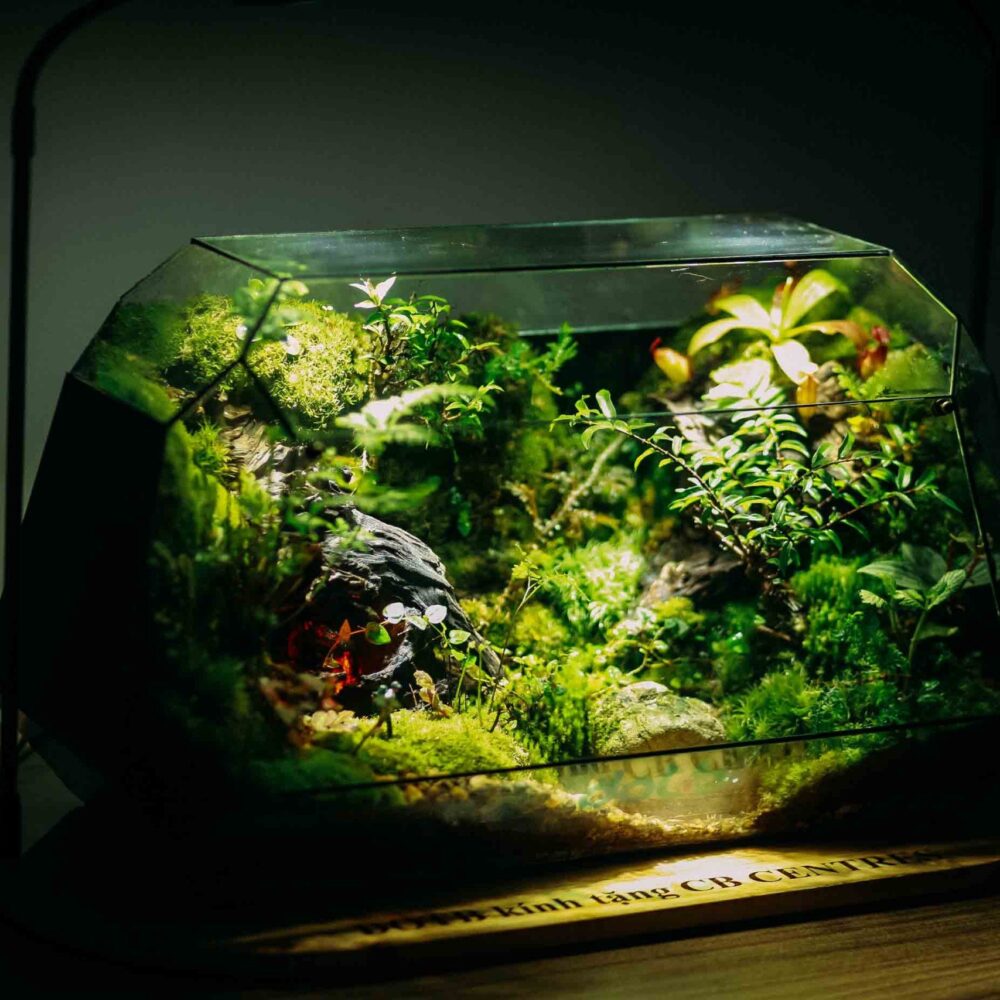 Khám Phá Thiên Nhiên Tank 50cm