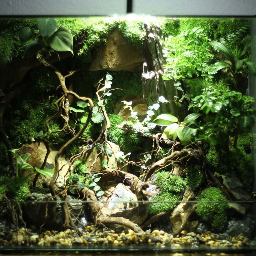 Một Góc Rừng Tank 30x15x20cm
