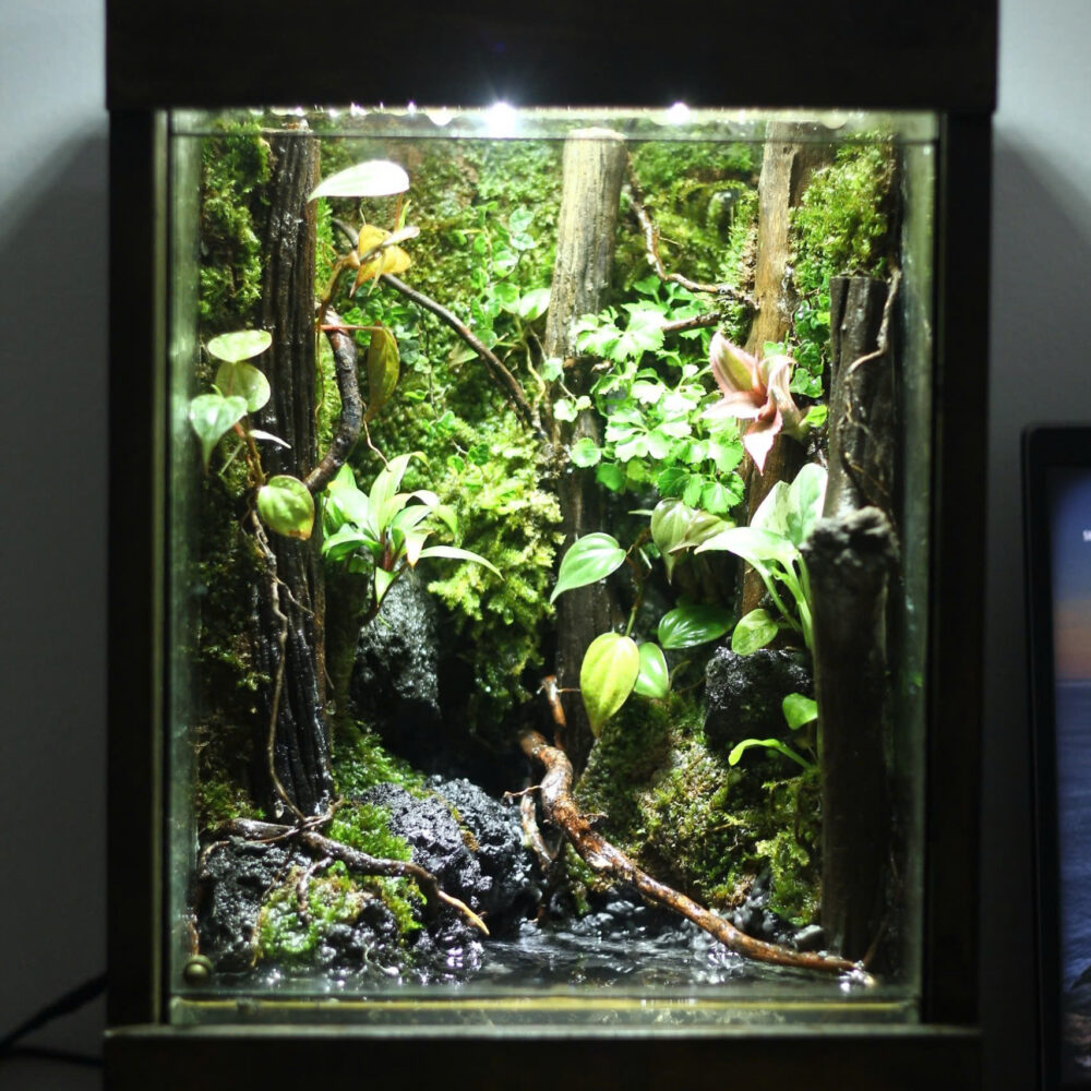 Rain in the Forest tank 20x20x30