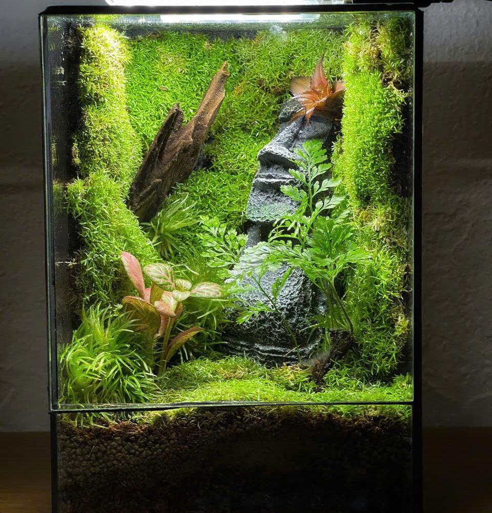 Moai ( Đảo Phục Sinh)