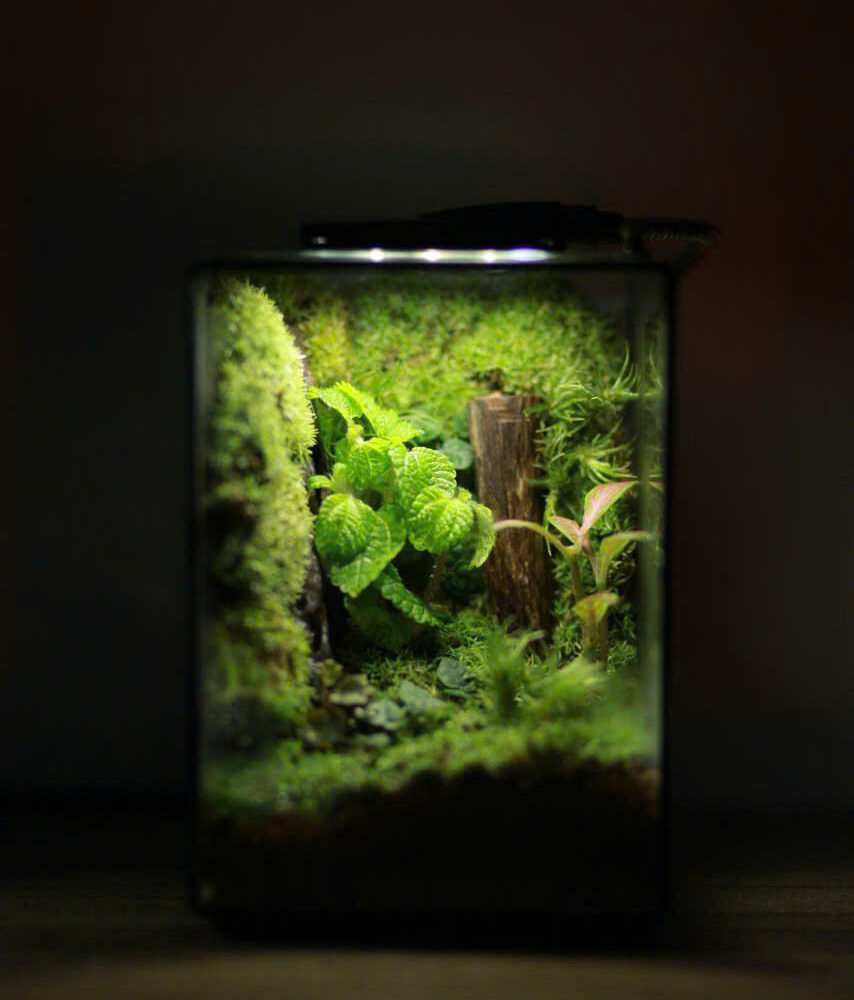 Terrarium Mini 10x10x14cm