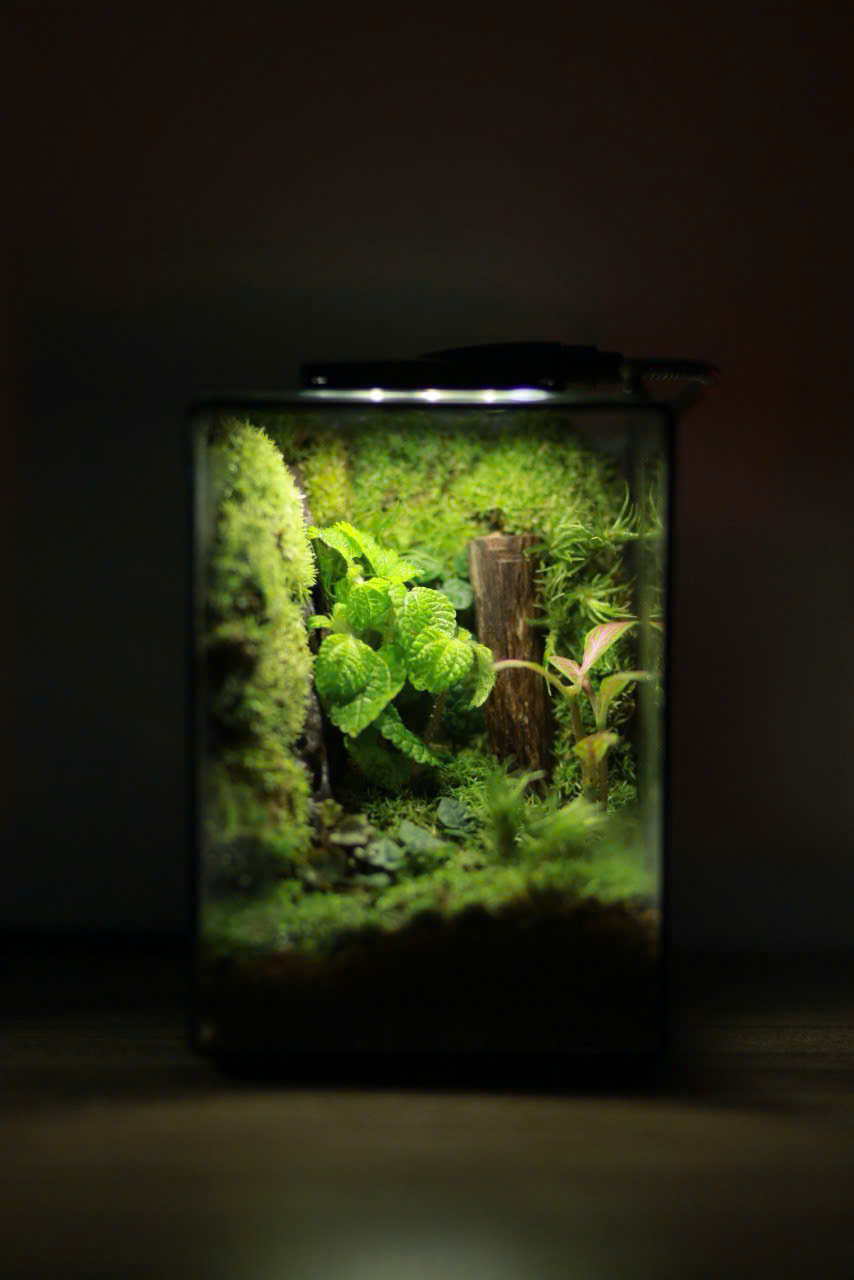 Terrarium Mini 10x10x14cm
