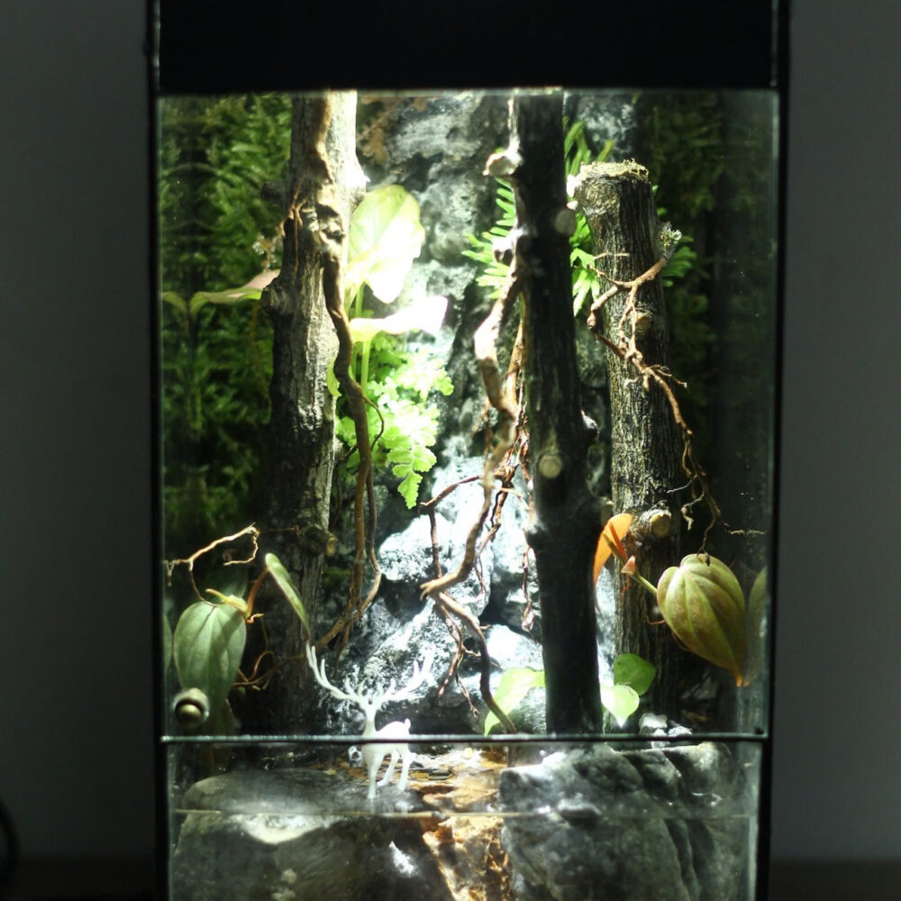 Rain in Forest 2