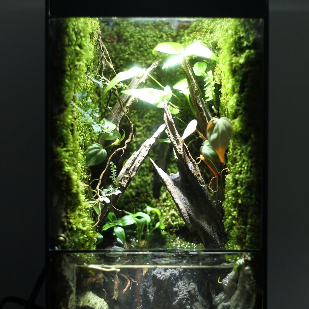 Rain in Forest 3