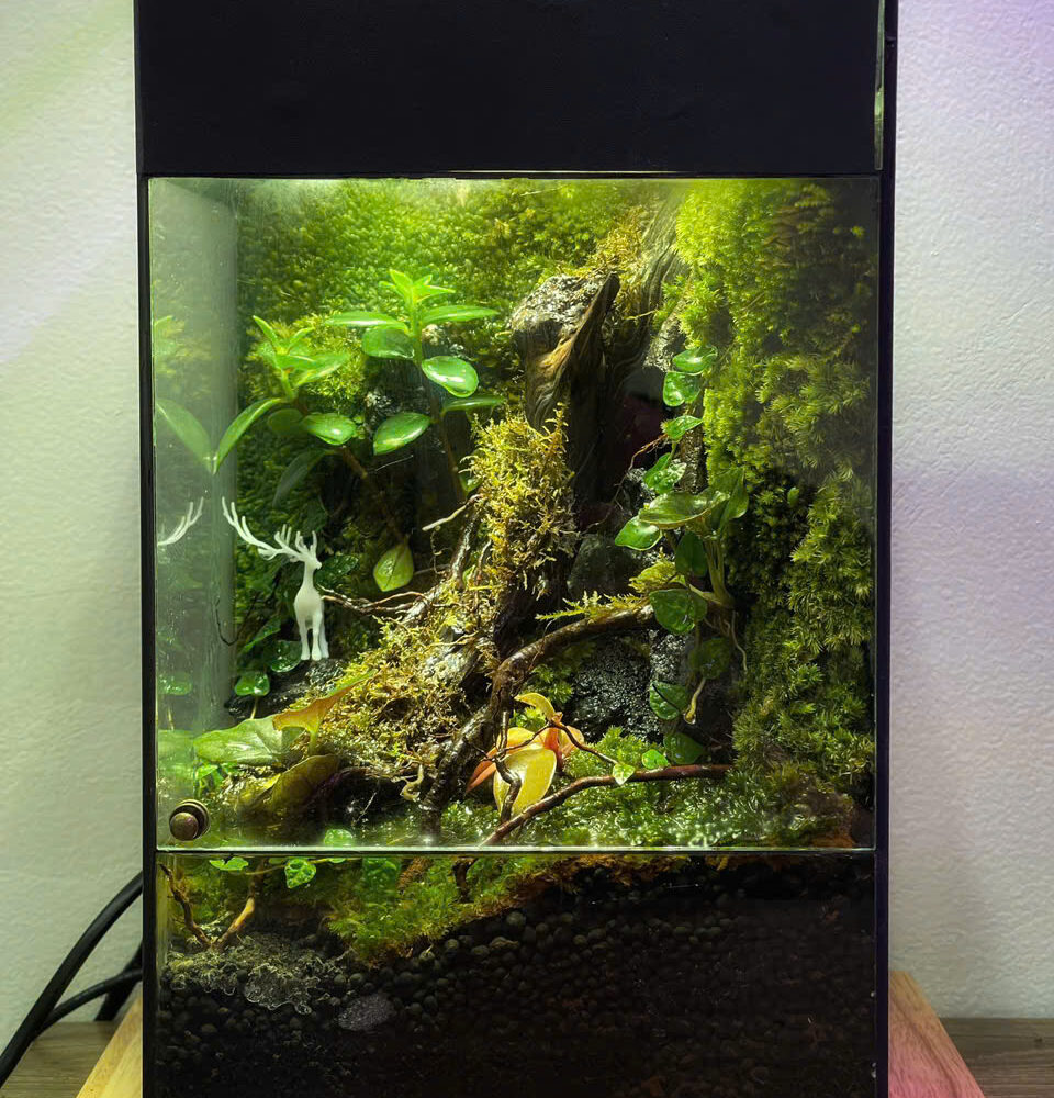 Góc Rừng Mưa Nhiệt Đới 15x15x30cm