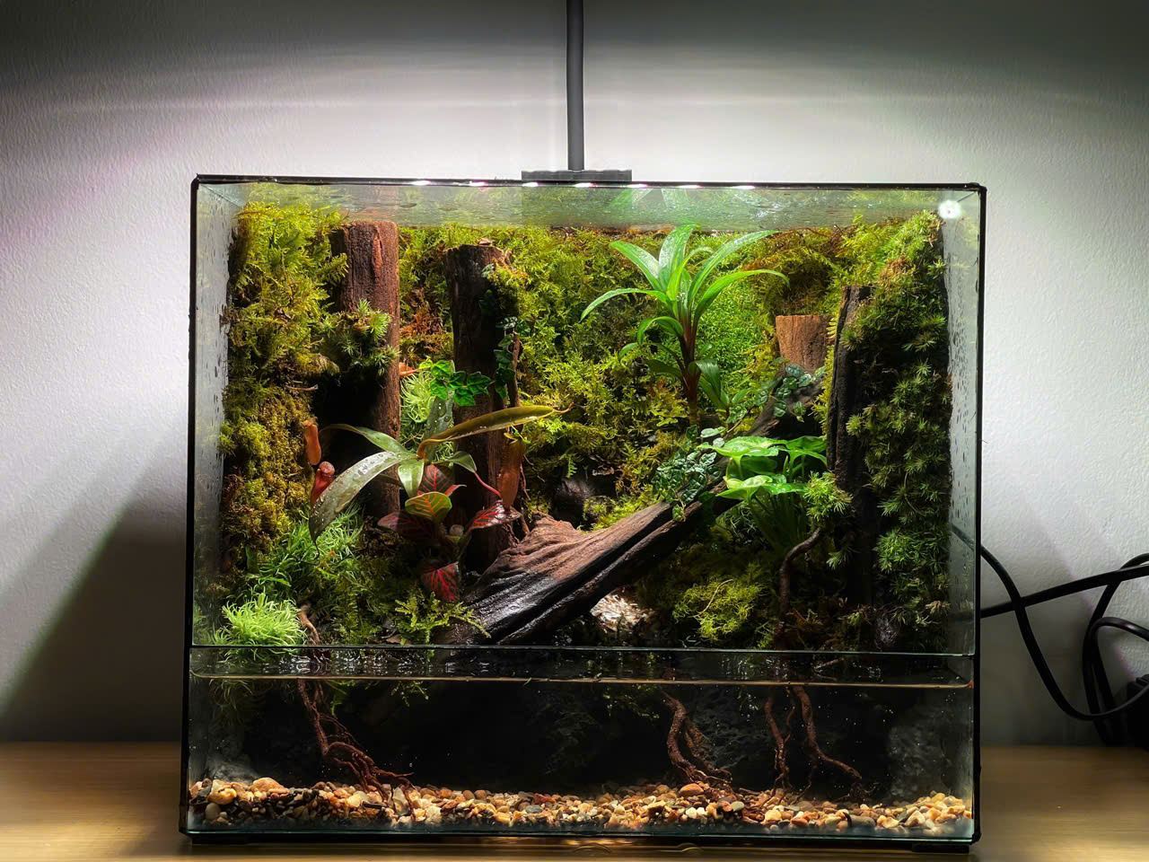 Bán Cạn Rừng Thẳng Tank 30x20x25cm