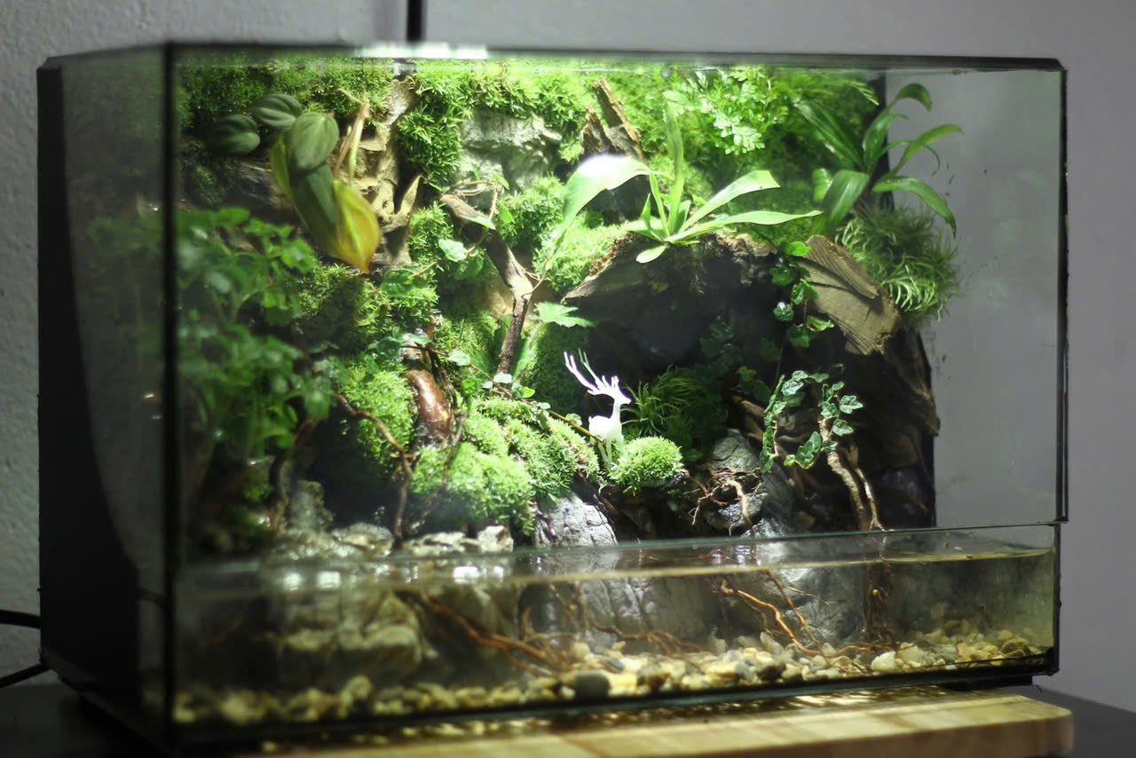 Bán Cạn Góc Rừng Tank 30x20x20cm
