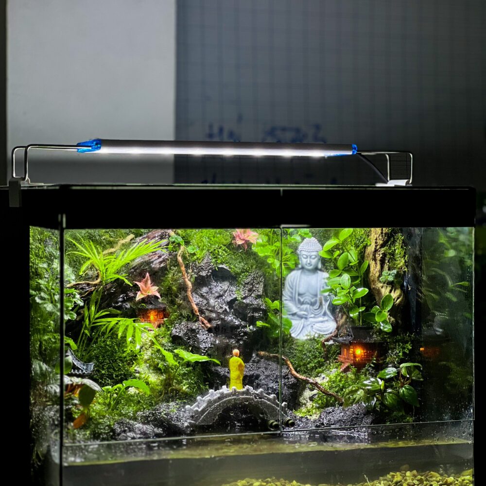 Mưa Rơi Cửa Phật Tank 40x25x30cm