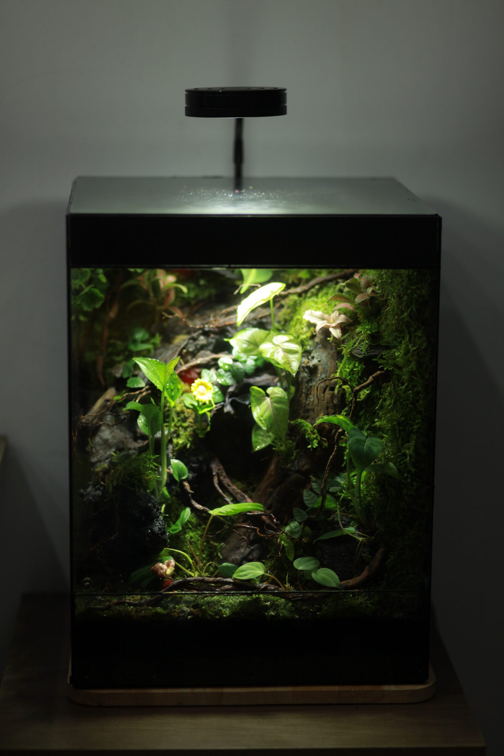 Góc Rừng Mưa Tank 30x25x40cm