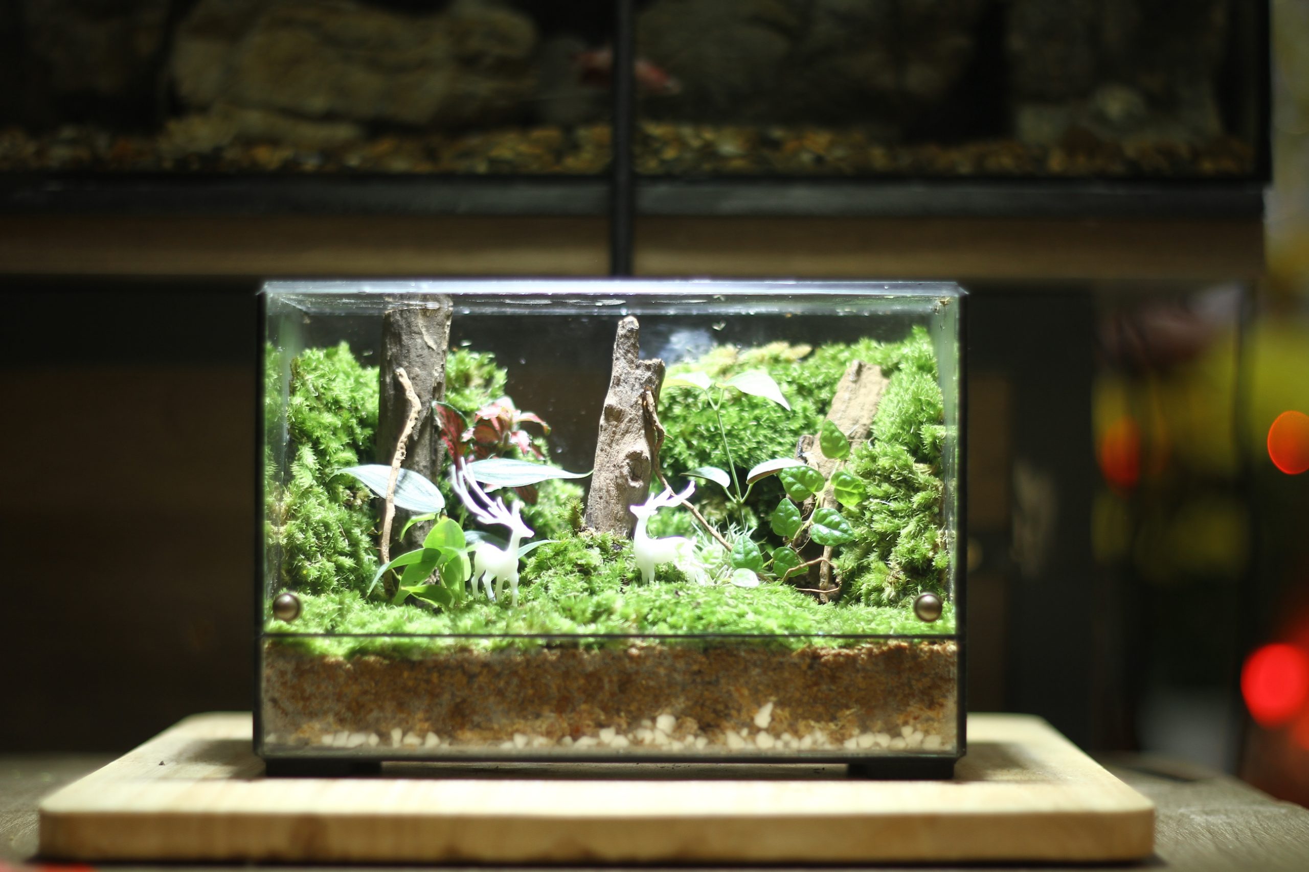 Có hẹn nơi bìa rừng tank 18x10x12cm