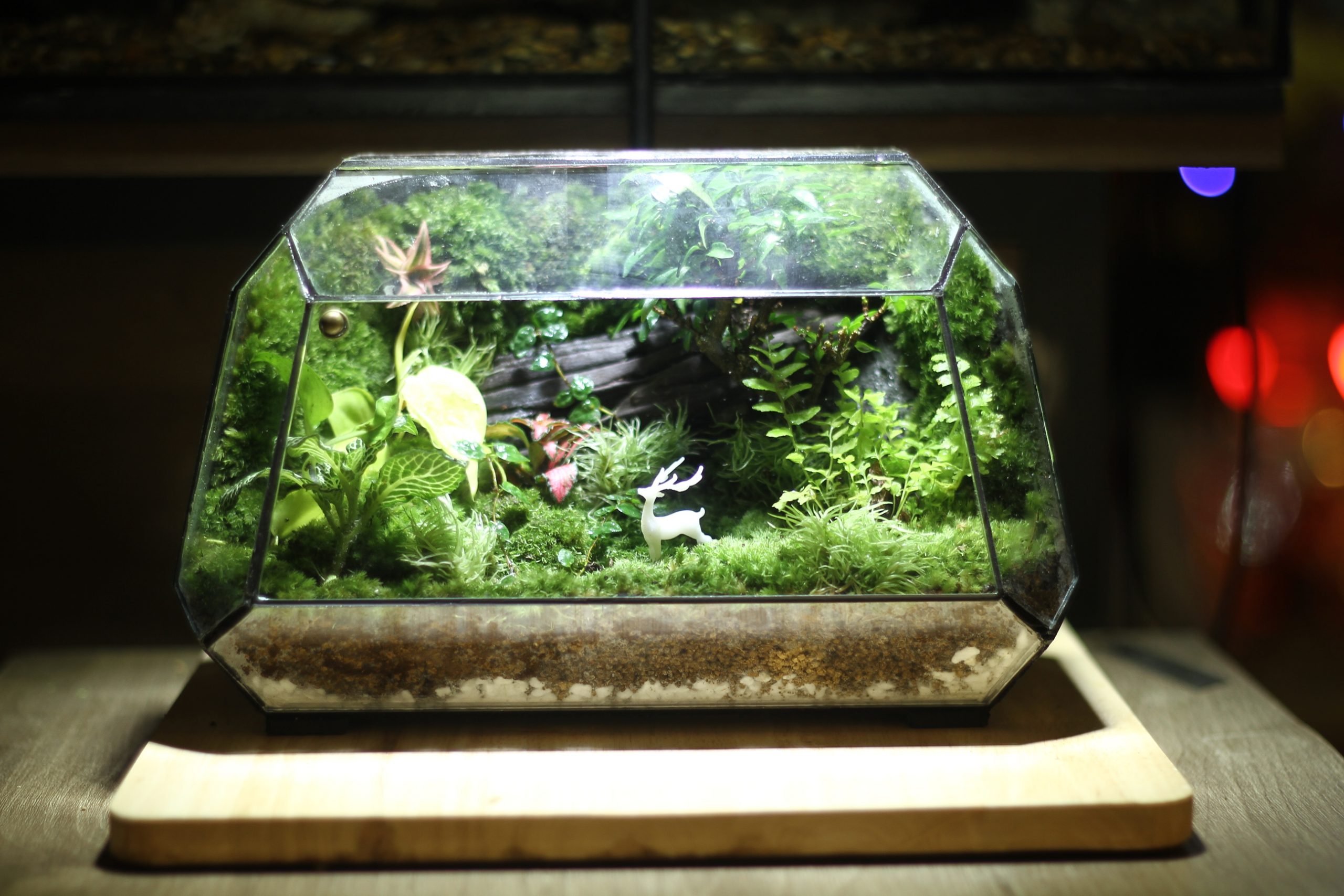 Góc Rừng Thiêng 22x14x16cm