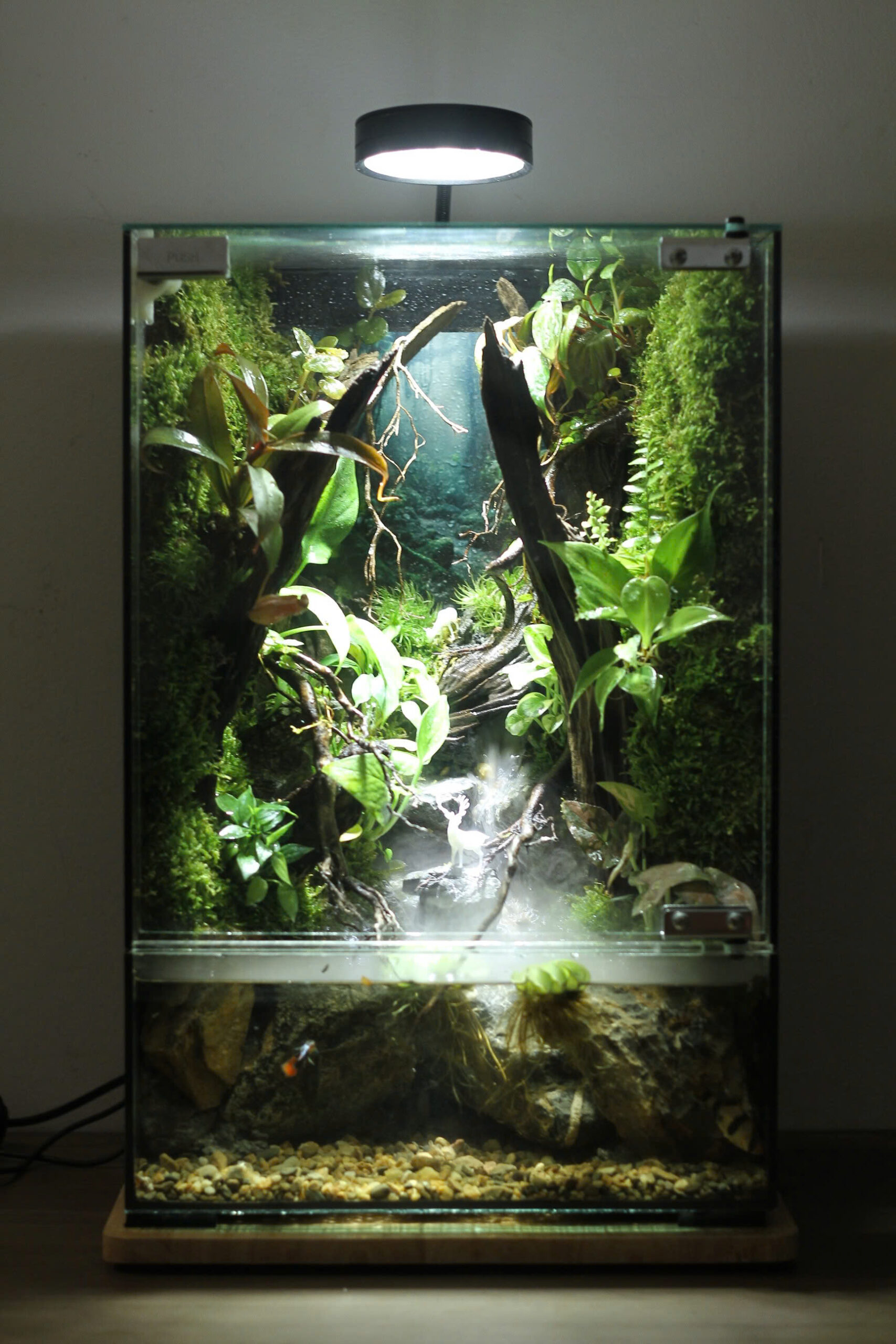 BỂ VIVARIUM