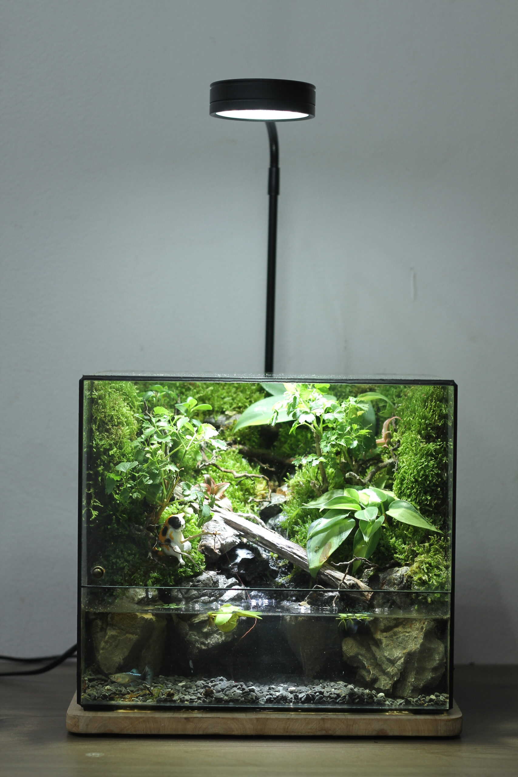Bán cạn nuôi 7 màu tank 25x20x22cm
