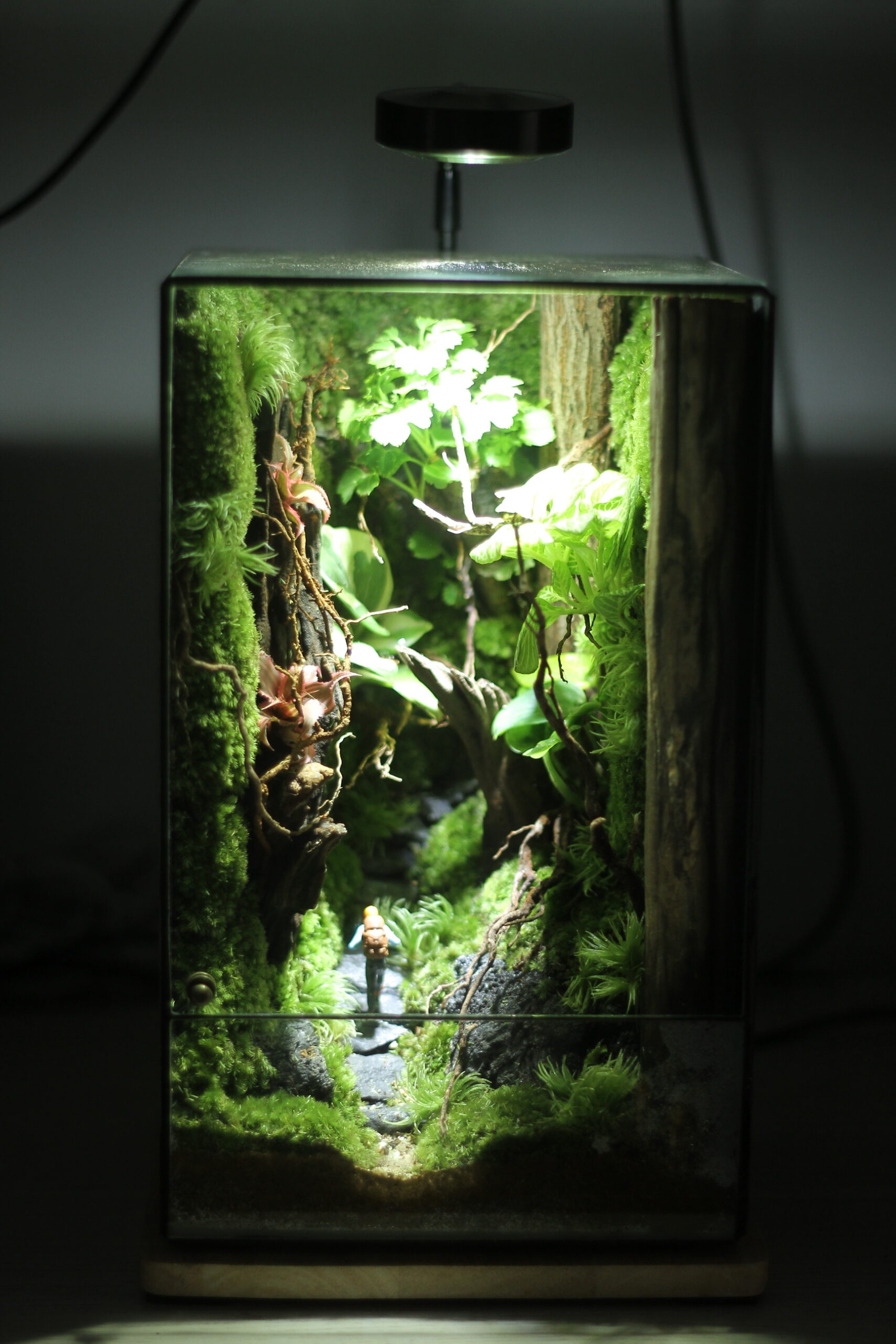 Go back forest 15x15x25cm