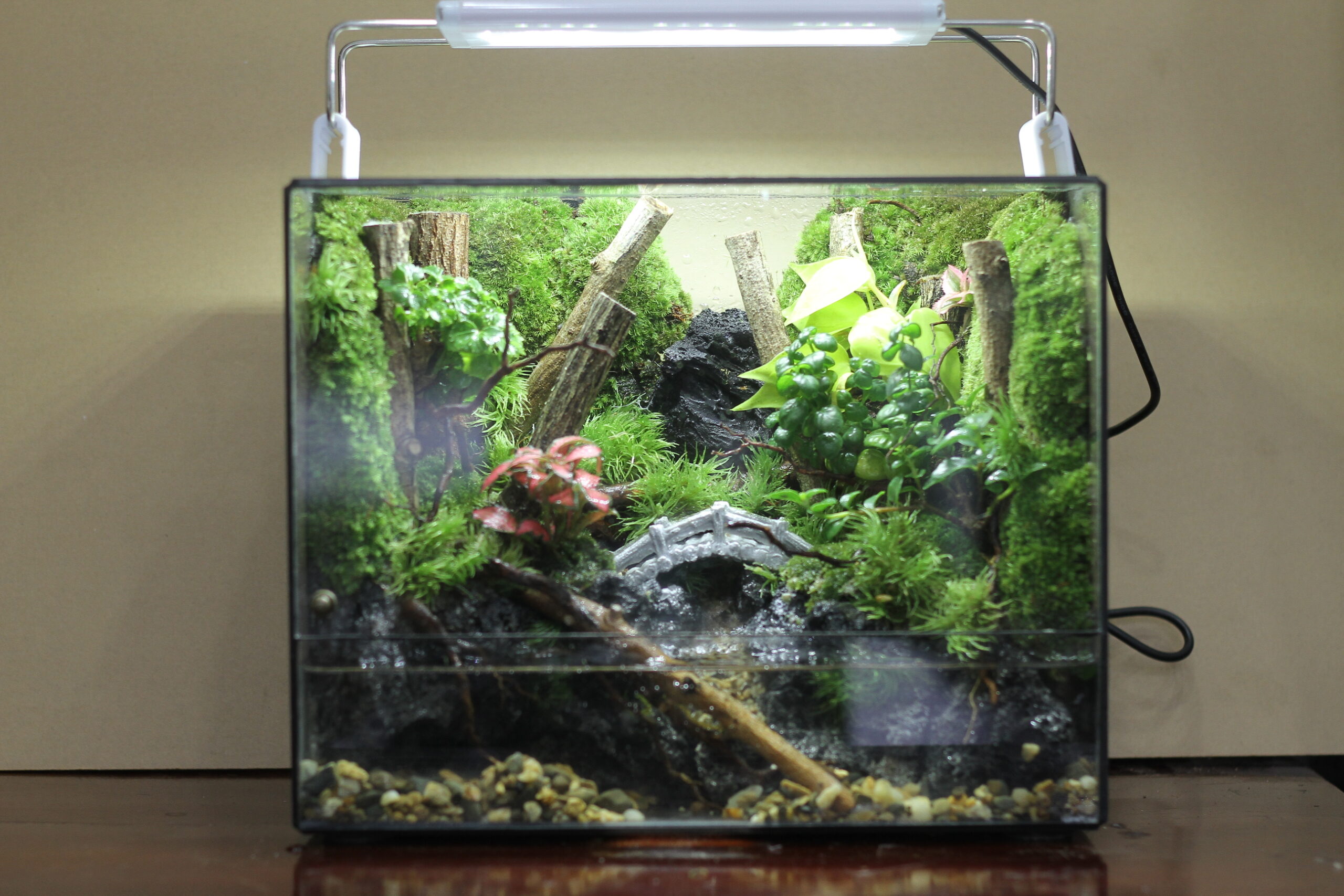 Bể bán cạn natural tank 25x15x20cm