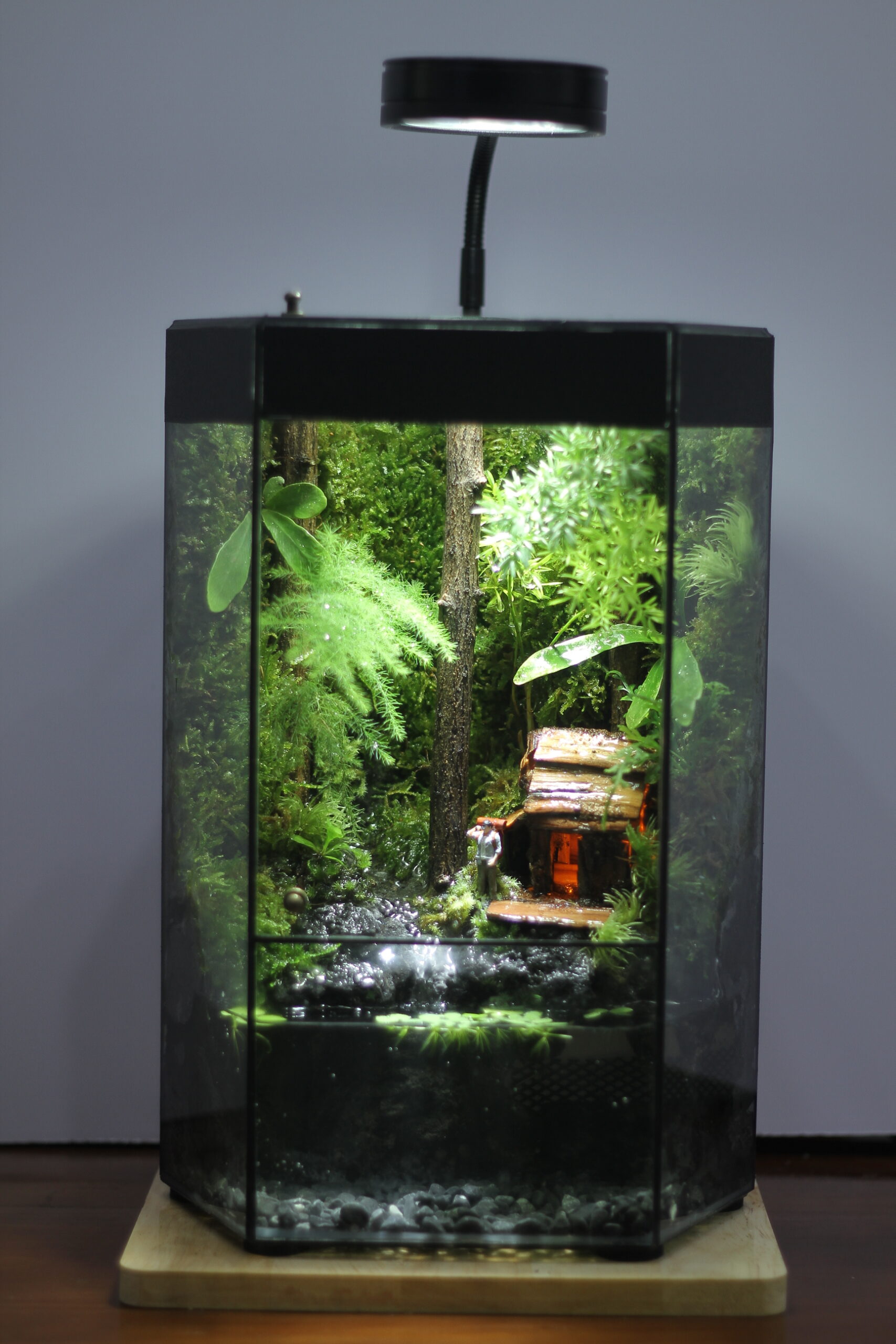 Mưa Tây Nguyên Tank Đa Giác cao 30cm