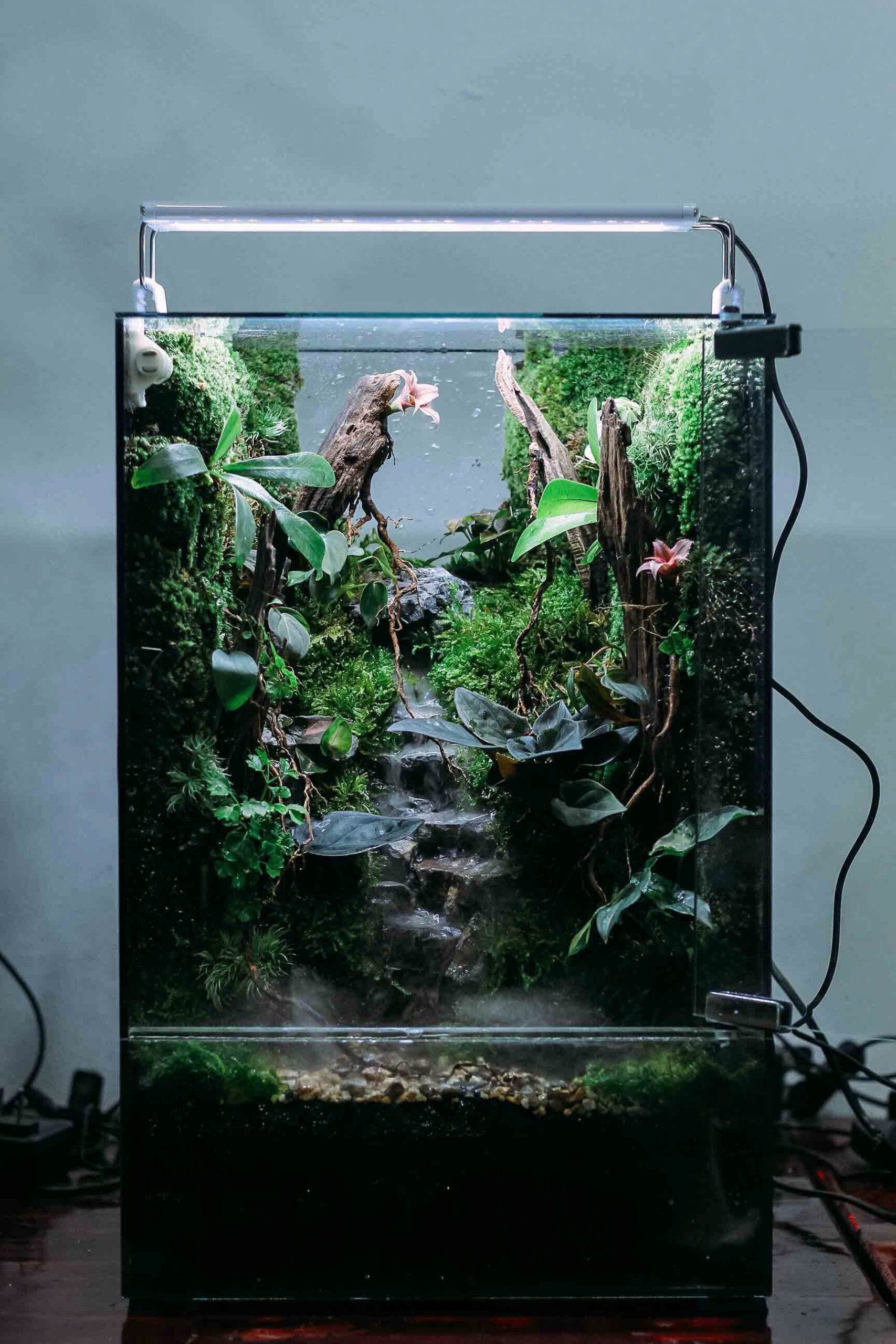 Vivarium Nuôi Ếch tank 30x25x45cm